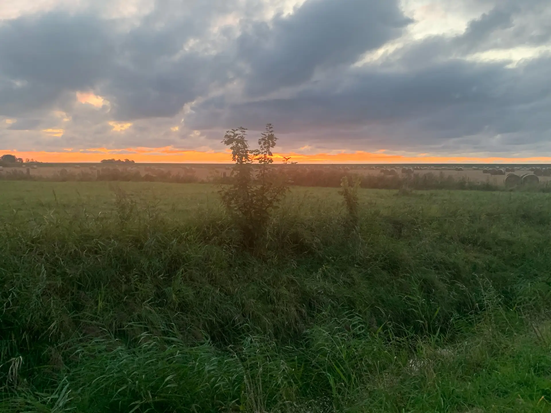 Erstaunliche Naturschönheiten: Erfahre mehr über das faszinierende Zusammenspiel von Roggenhalmen, sanftem Wind und goldenem Abendlicht.